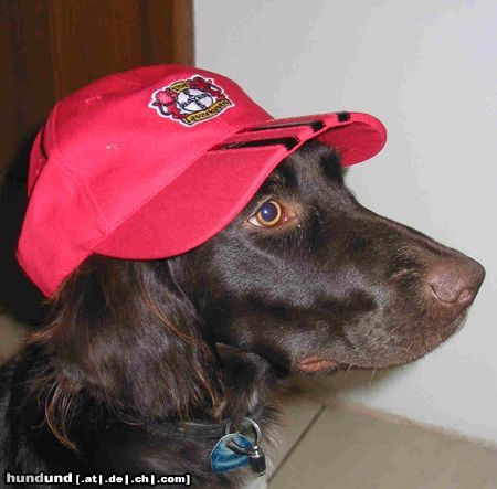 Kleiner Münsterländer Hunde Foto 5506 Kleiner Münsterländer