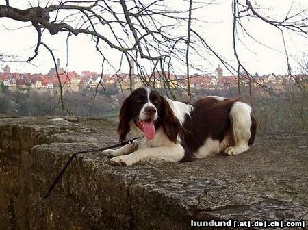 Kleiner Münsterländer Hunde Foto 17414 Kleiner Münsterländer Moritz der Fröhliche