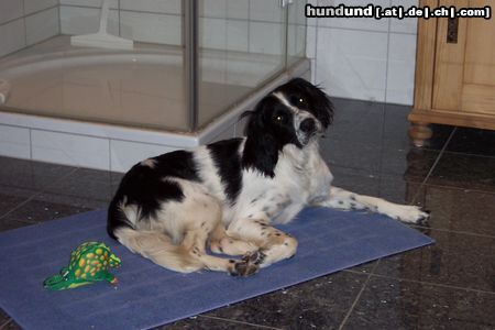 Kleiner Münsterländer Hunde Foto 6322 Kleiner Münsterländer Sammy im Bad