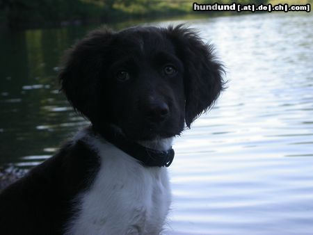 Kleiner Münsterländer Hunde Foto 22229 Kleiner Münsterländer Smirre - 3,5 Monate