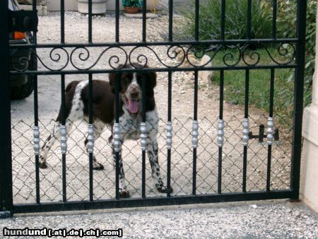 Kleiner Münsterländer Hunde Foto 19835 in höherer Auflösung ansehen Kleiner Münsterländer Spooky als lustiger Wachhund