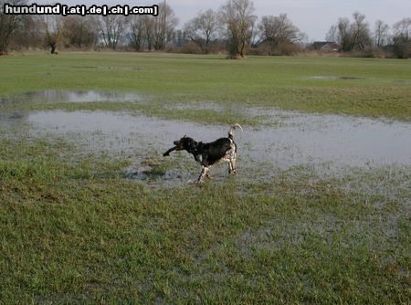Kleiner Münsterländer Hunde Foto 19836 in höherer Auflösung ansehen Kleiner Münsterländer Spooky dreckig und nass