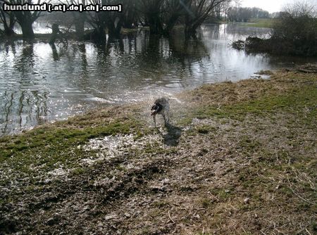 Kleiner Münsterländer Spooky schuettelt sich