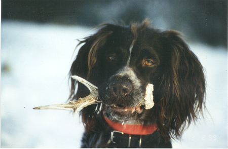 Kleiner Münsterländer Hunde Foto 2082 Kleiner Münsterländer Auch unterm Schnee kann man suchen.