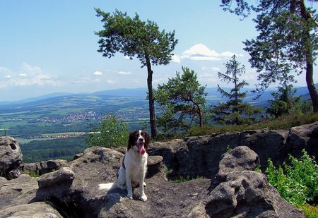Kleiner Münsterländer Hunde Foto 32750 Kleiner Münsterländer Moritz beim Wandern