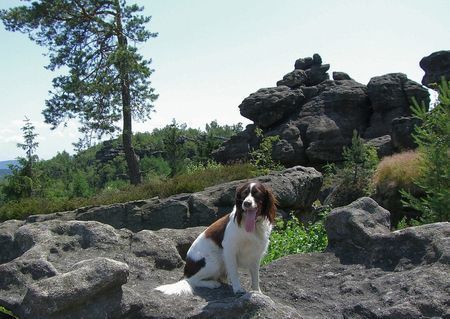 Kleiner Münsterländer Hunde Foto 32751 Kleiner Münsterländer Moritz beim Wandern