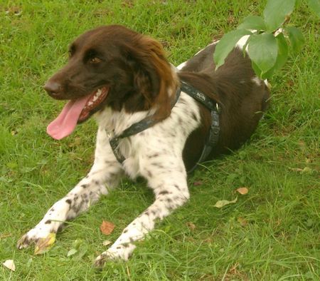 Kleiner Münsterländer Hunde Foto 32620 in höherer Auflösung ansehen Kleiner Münsterländer Taira, 1jägig