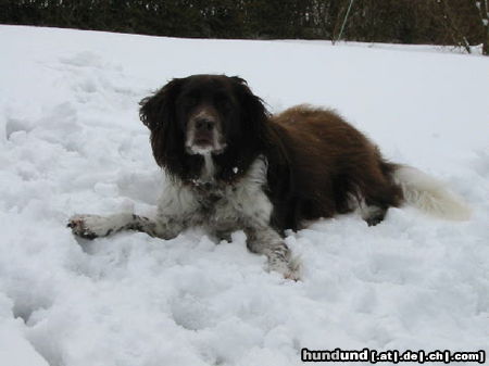 Kleiner Münsterländer Hunde Foto 24491 in höherer Auflösung ansehen Kleiner Münsterländer Tira von der Anbiete