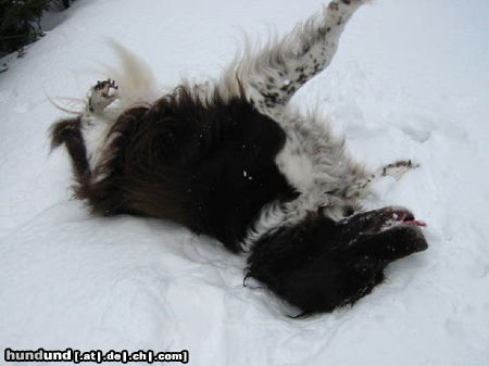 Kleiner Münsterländer Hunde Foto 24493 in höherer Auflösung ansehen Kleiner Münsterländer Tira von der Anbiete das letzte Mal im Schnee spielen