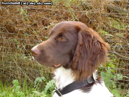Kleiner Münsterländer Hunde Foto 15399 Kleiner Münsterländer Valerie vom Auberg