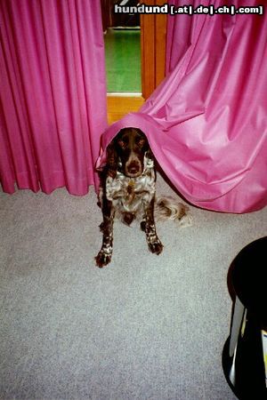 Kleiner Münsterländer Hunde Foto 4149 Kleiner Münsterländer Bin ich nicht hübsch?!