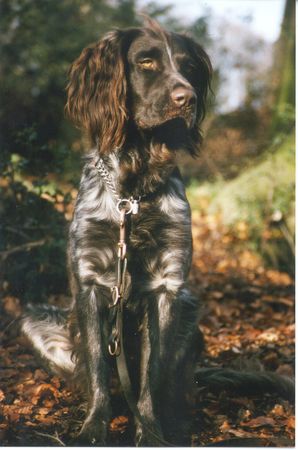 Kleiner Münsterländer Hunde Foto 1834 Kleiner Münsterländer