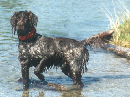 Kleiner Münsterländer Hunde Foto 1885 Kleiner Münsterländer KAI v. Hesseltal ( Wasser ist mein Leben.)