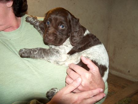 Kleiner Münsterländer Hunde Foto 41121 Kleiner Münsterländer Alter 2 1/2 Jahre ,Dasso,ich hab keine Angst vor der Kuh