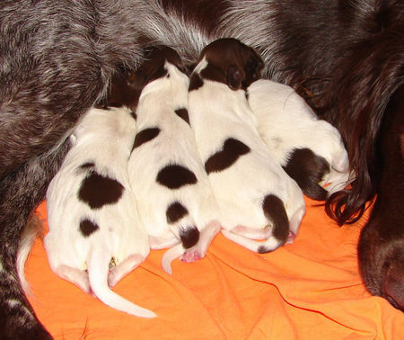 Kleiner Münsterländer Hunde Foto 41365 in höherer Auflösung ansehen Kleiner Münsterländer A-Wurf vom 07.03.08