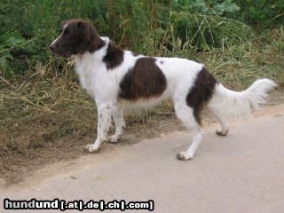Kleiner Münsterländer Hunde Foto 20430 Kleiner Münsterländer neugierig ? ich doch nicht....