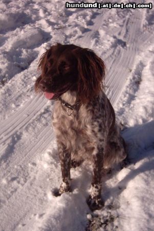 Kleiner Münsterländer Hunde Foto 8082 Kleiner Münsterländer Die Anka