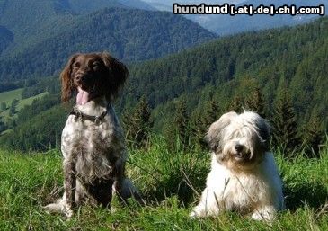 Kleiner Münsterländer Hunde Foto 16449 in höherer Auflösung ansehen Kleiner Münsterländer Anka und Tibi Chin