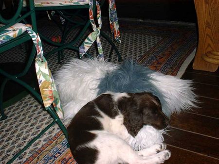 Kleiner Münsterländer Hunde Foto 2452 Kleiner Münsterländer Bäika mit 2 Monaten