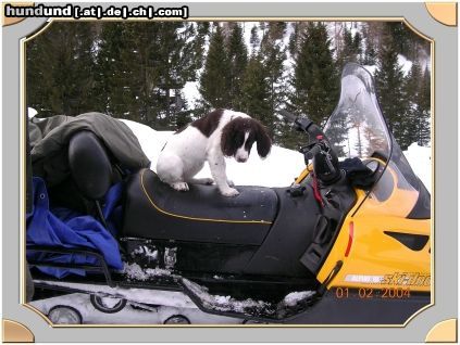 Kleiner Münsterländer Hunde Foto 9017 Kleiner Münsterländer ein richtiger jagdhund muss auch skidoo fahren können