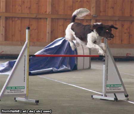 Kleiner Münsterländer Hunde Foto 10409 Kleiner Münsterländer Benji bei seiner Lieblingsbeschäftigung