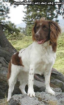 Kleiner Münsterländer Hunde Foto 4657 Kleiner Münsterländer ...ist doch eine schöne, elegante Dame, oder?