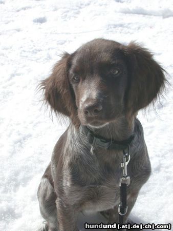 Kleiner Münsterländer Hunde Foto 2980 Kleiner Münsterländer Choice mit 17 Wochen in Engelberg, Schweiz