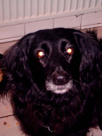 Kleiner Münsterländer Hunde Foto 41055 Kleiner Münsterländer Mein Schätzchen