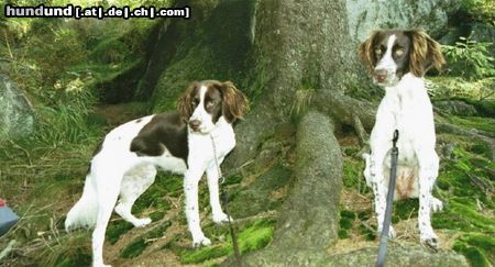 Kleiner Münsterländer Hunde Foto 5701 Kleiner Münsterländer Django und Smokey mit im urlaub in bayrischer wald.