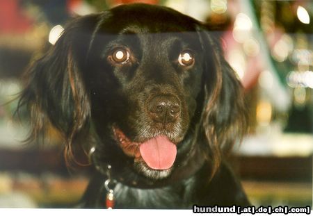 Kleiner Münsterländer Hunde Foto 6611 Kleiner Münsterländer Dolly