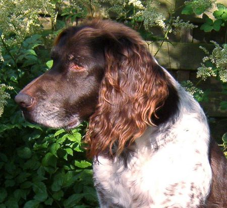 Kleiner Münsterländer Hunde Foto 32846 in höherer Auflösung ansehen Kleiner Münsterländer noch schläfrig