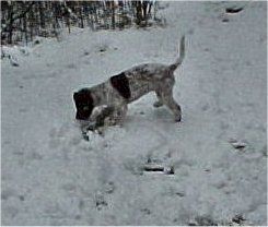 Kleiner Münsterländer Hunde Foto 2275 Kleiner Münsterländer fjurdy (*28-9-2001) december 2001
