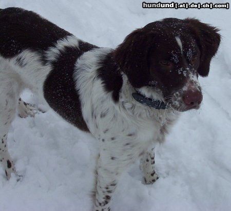 Kleiner Münsterländer Hunde Foto 19241 in höherer Auflösung ansehen Kleiner Münsterländer Schneeflöckchen....
