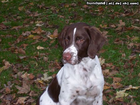 Kleiner Münsterländer Hunde Foto 16530 Kleiner Münsterländer Schau mir in die Augen Kleiner!
