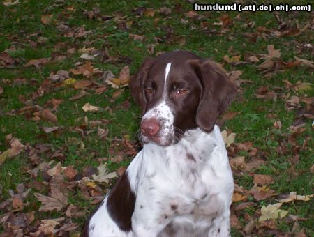 Kleiner Münsterländer Schau mir in die Augen Kleiner!