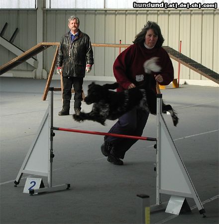 Kleiner Münsterländer Hunde Foto 10410 Kleiner Münsterländer Gina von Rotbach