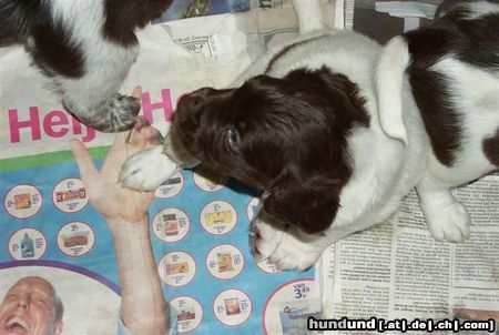 Kleiner Münsterländer Hunde Foto 17102 Kleiner Münsterländer geb mir die hand