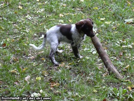 Kleiner Münsterländer Hunde Foto 6345 Kleiner Münsterländer Jimmy - 15 Wochen