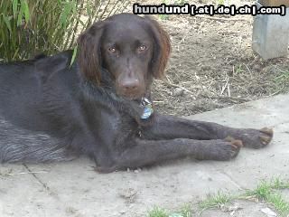 Kleiner Münsterländer Hunde Foto 11588 Kleiner Münsterländer Jule