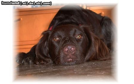 Kleiner Münsterländer Hunde Foto 22318 in höherer Auflösung ansehen Kleiner Münsterländer Coole Jule