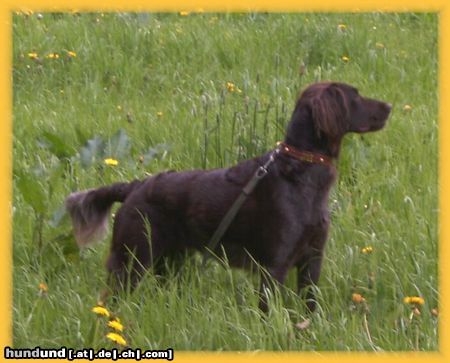 Kleiner Münsterländer Hunde Foto 22320 Kleiner Münsterländer Jule in der Wiese
