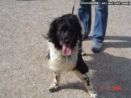 Kleiner Münsterländer Hunde Foto 17061 Kleiner Münsterländer Enzo mit 12 Jahren