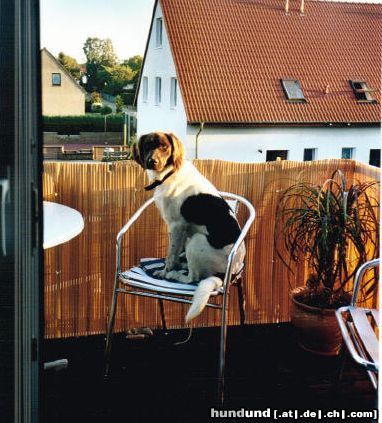 Kleiner Münsterländer Hunde Foto 16989 Kleiner Münsterländer