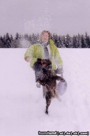 Kleiner Münsterländer Hunde Foto 8291 Kleiner Münsterländer Wo bleibt der Schnee? Ich will Spaß!!!