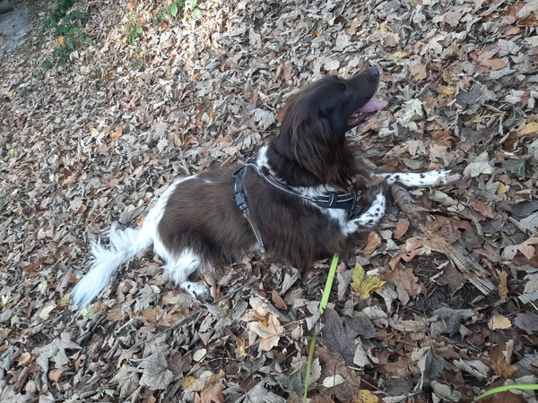 Kleiner Münsterländer Hunde Foto 47777 Kleiner Münsterländer Falko (Lanzo) von der Anbiete, 11 Jahre