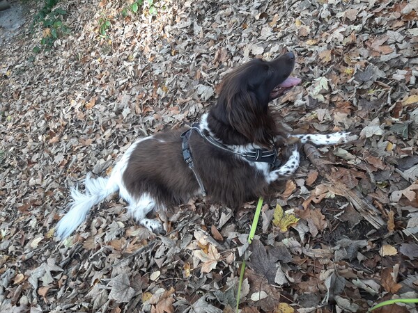 Kleiner Münsterländer Falko (Lanzo) von der Anbiete, 11 Jahre 