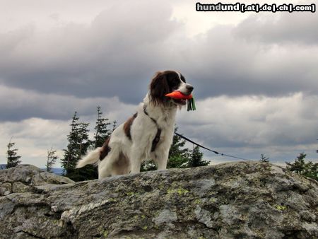 Kleiner Münsterländer Moritz