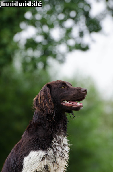 Kleiner Münsterländer Kleiner Münsterländer, Portrait 