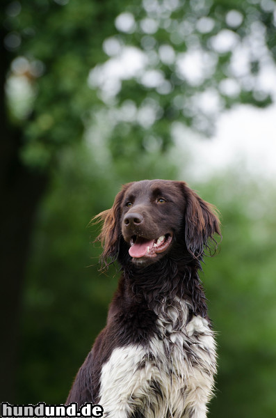 Kleiner Münsterländer Kleiner Münsterländer, Portrait 