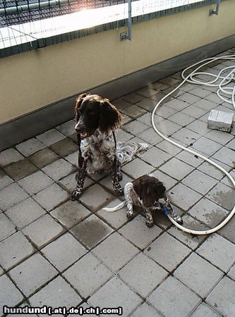 Kleiner Münsterländer Hunde Foto 4874 Kleiner Münsterländer Wir sind ein tolles Team!